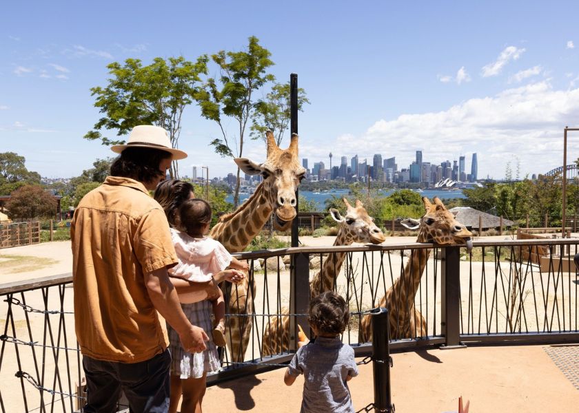 family feeding giraffes at taronga zoo